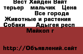 Вест Хайден Вайт терьер - мальчик › Цена ­ 35 000 - Все города Животные и растения » Собаки   . Адыгея респ.,Майкоп г.